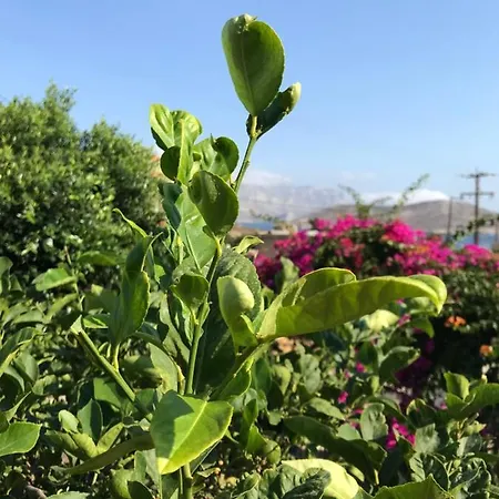Sevasti Eborios Kalymnos * Emborios