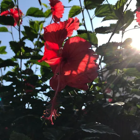 Sevasti Eborios Kalymnos *