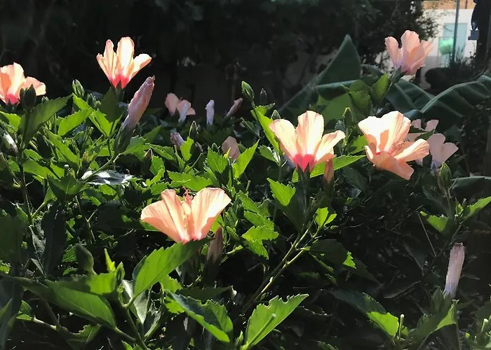 Sevasti Eborios Kalymnos * Emborios