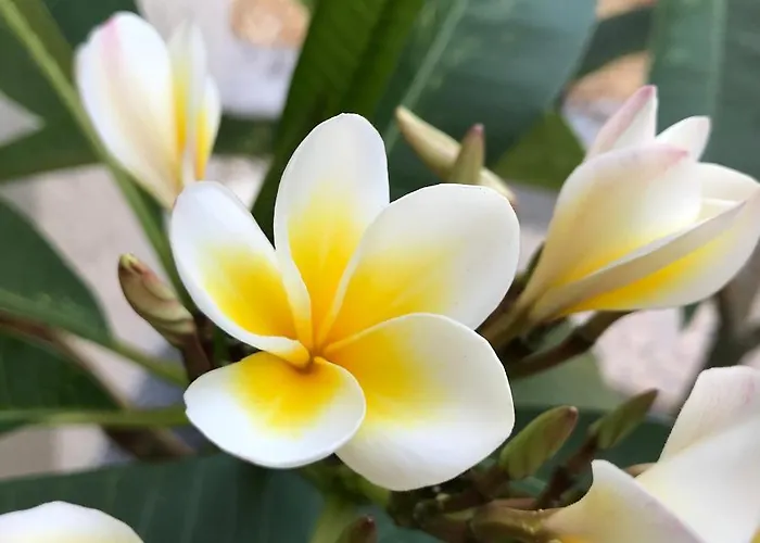 Sevasti Eborios Kalymnos * Emborios