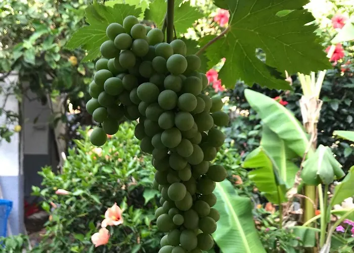 شقة Sevasti Eborios Kalymnos Emborios