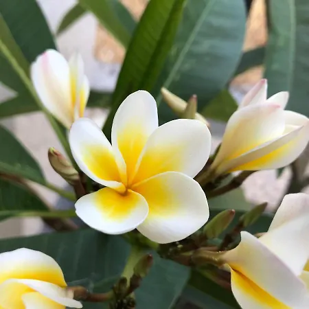 Sevasti Eborios Kalymnos * Emborios