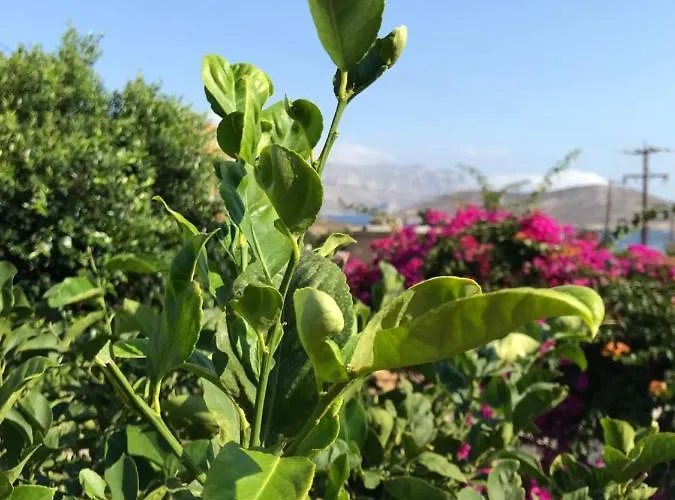 Sevasti Eborios Kalymnos * Emboriósz