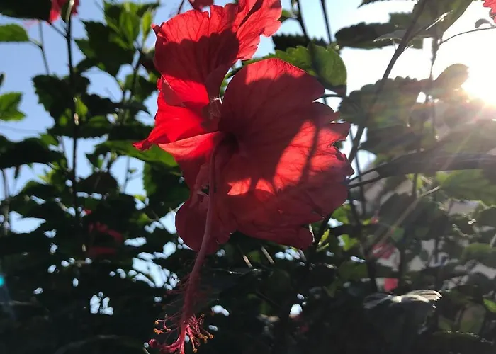 Sevasti Eborios Kalymnos *