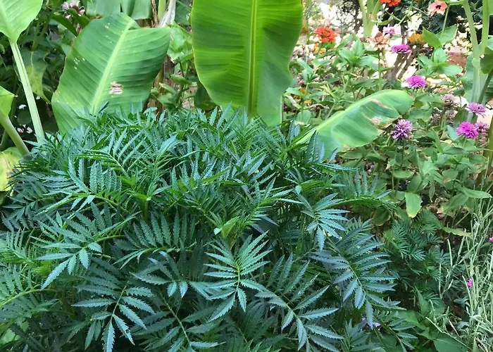 Sevasti Eborios Kalymnos * Emborios