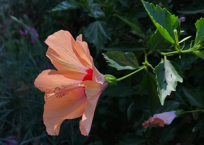 Sevasti Eborios Kalymnos Emborios