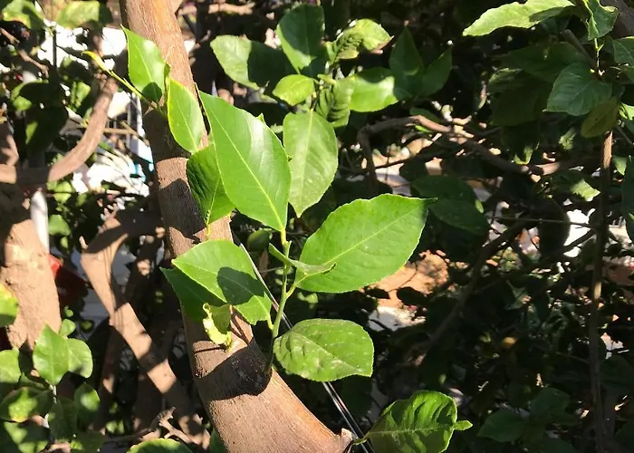 Sevasti Eborios Kalymnos